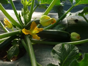 1_courgettes
