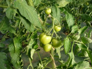 2_tomates 2016
