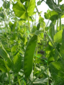 4_petit pois
