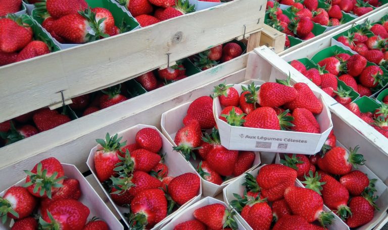 Trois nouvelles variétés de fraises disponibles sur le marché - Le